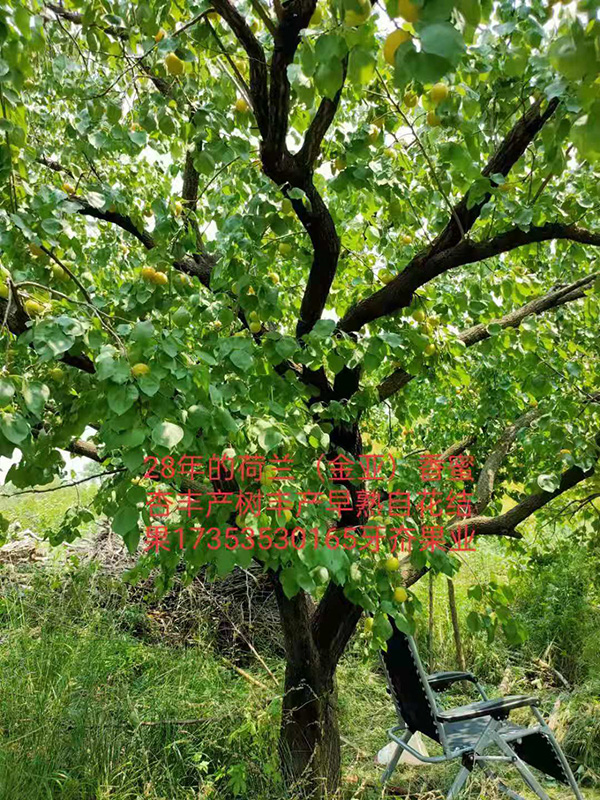 28年的荷兰香蜜杏丰产树
