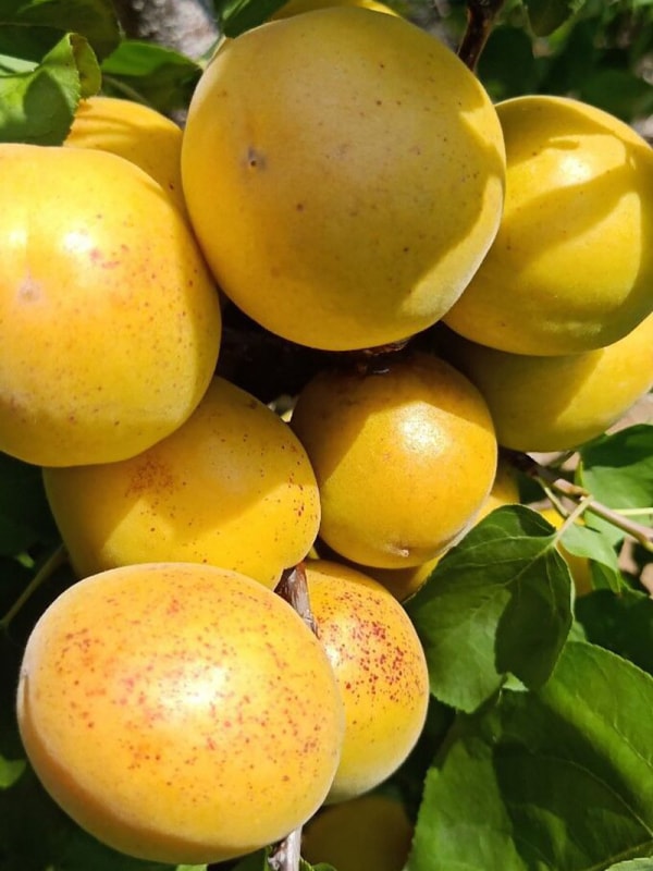 荷兰香杏树苗
