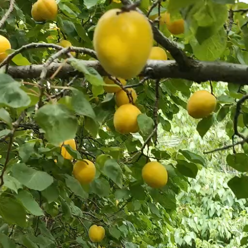 荷兰香蜜杏